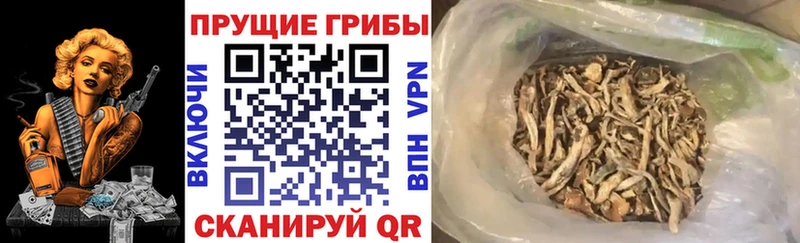 Псилоцибиновые грибы мицелий  закладка  Игра 